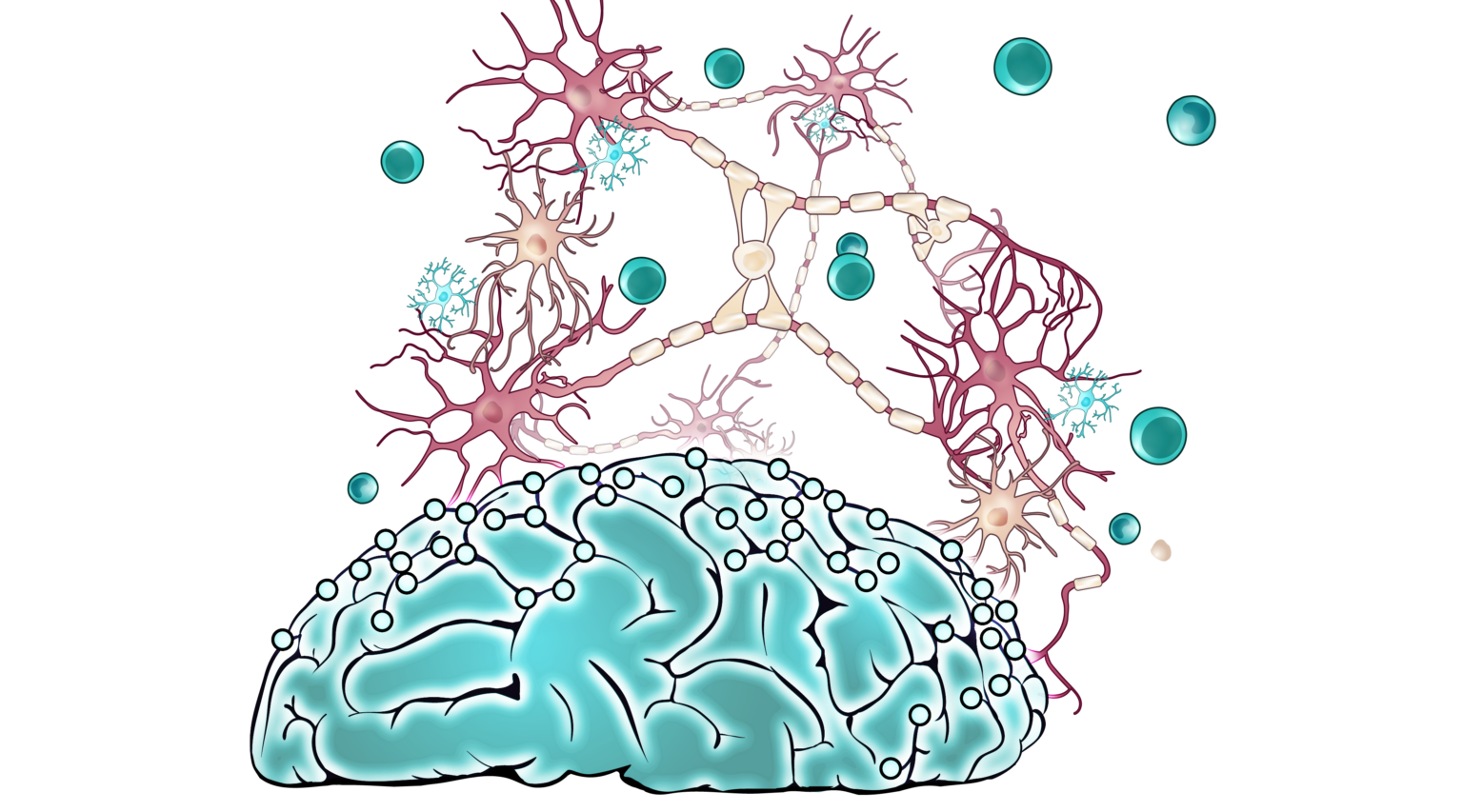 immune cells of the cns